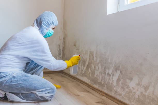 Certified Mold Removal in Englewood, OH