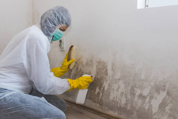 Best Attic Mold Removal  in Englewood, OH