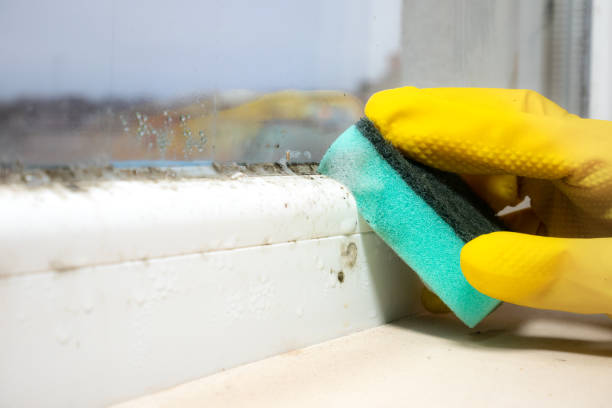 Best Fast Mold Removal  in Englewood, OH